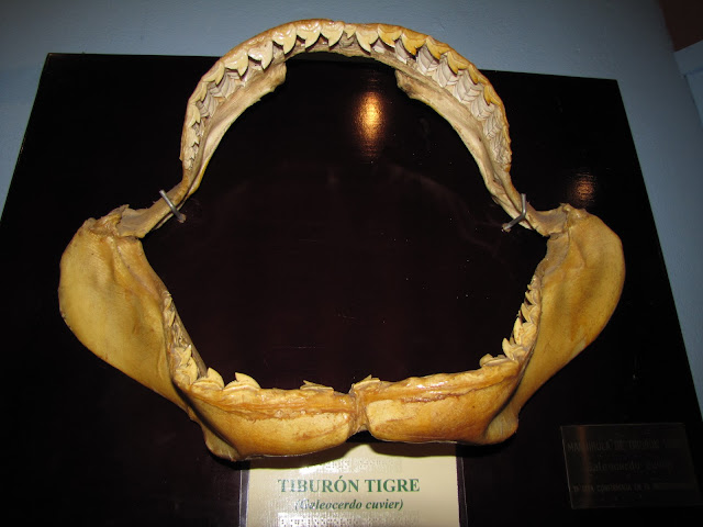 Mandíbula de tiburón tigre
